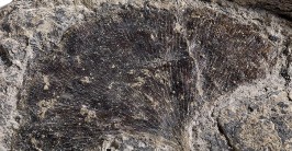 Abdruck eines Blattes auf einem Stein