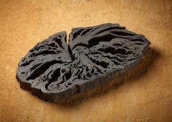 Die Mittelscheibe eines Baumes aus dem Tagebau Garzweiler stammt aus dem Oberen Pliozän und ist 3 Millionen Jahre alt; Maße: 47 cm Länge, 24 cm Breite, 4 cm Höhe. Sammlung Ulrich Lieven. Foto: Jürgen Vogel/LVR-Landesmuseum Bonn.