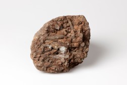 Das 25 Millionen Jahre alte fossile Holz aus der Sandgrube Pimpelsberg in Erkrath, Kreis Mettmann, diente Bohrmuscheln als Nahrung. Deren Bohrgänge sind durch die Verfüllung mit Sand erhalten geblieben; Maße: 13 cm Höhe, 14 cm Breite, 15 cm Tiefe, genaue Maße kommen noch. Ruhr Museum, Essen Foto: Marcel Zanjani/LVR-Amt für Bodendenkmalpflege im Rheinland