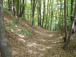 Ansicht einer Gel&auml;ndesenke im Wald
