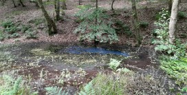 Eine kleine Lache Wasser im Wald