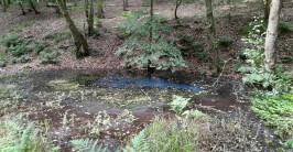 Eine kleine Lache Wasser im Wald