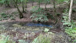 Eine kleine Lache Wasser im Wald