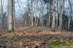 Eine leichte Erhebung im Waldboden, darum herum herbstlich kahle Bäume