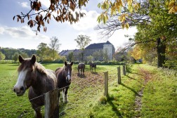Ansicht einer Pferdeweide mit mehreren Pferden, im Hintergrund das Haus Bürgel