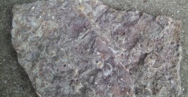 Fossilien aus dem Urfter Steinbruch (Foto: Felizius Poth)