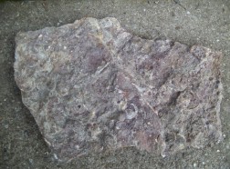 Fossilien aus Kall-Urft (Foto: Felizius Poth)